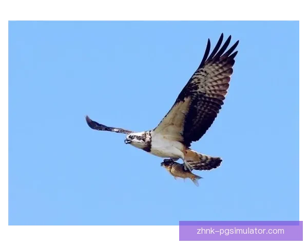 体操训练新视角：技巧精进，力量革新