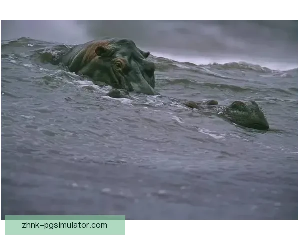 冲浪运动的发展历史及影响力分析 冲浪运动的发展历史及影响力分析